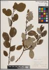Foto von Salix caprea L.